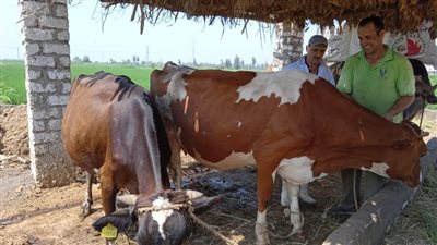 تحصين 36 ألف رأس ماشية بكفر الشيخ من الحمى القلاعية والوادي المتصدع