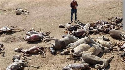بعد العثور على 30 حمارًا مذبوحًا بسوهاج.. تعرف على الفرق بين اللحوم البلدية و