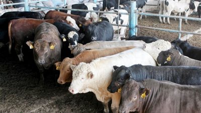 تعرف على أسعار الأضاحي بالأسواق المصرية في أول أيام عيد الأضحى