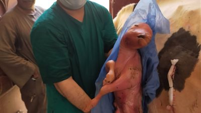 استغرقت 90 دقيقة.. إجراء ولادة قيصرية لبقرة في قليوب بعد نفوق الجنين داخل بطنها (صور) 