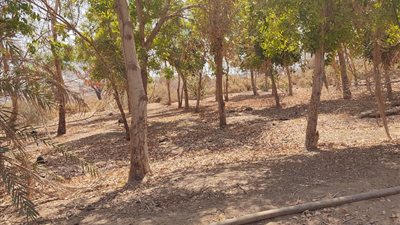 أبرزها سرابيوم وأرمنت.. 