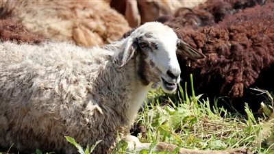  عالم أزهري: يجوز تعدد النية في الأضحية إذا كانت من البقر أو الإبل