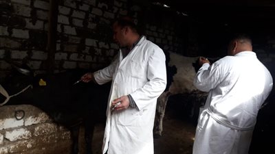 قبل عيد الأضحى.. تحصين 145 ألف ماشية بالإسكندرية ضد الحمى القلاعية