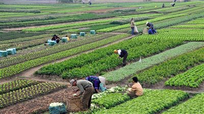 تمديد السماح بدخول وخروج المساهمين في شركات مشروع 