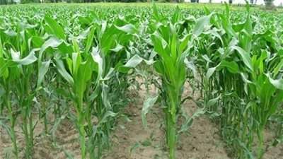 لمواجهة الموجة الحارة.. كيف تحمي المحاصيل الزراعية من تأثيراتها؟
