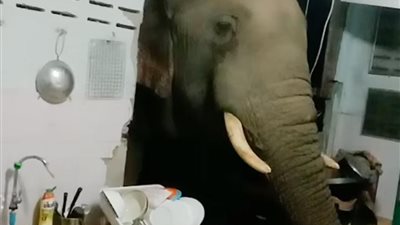 فيل بتايلاند يقتحم منزلًا لسرقة الغداء