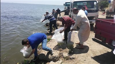 إلقاء 750 ألف زريعة متنوعة ببحيرة البرلس لتنمية الثروة السمكية (صور)