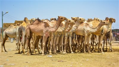 جولة مصورة لـ