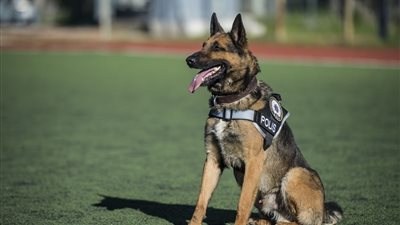 بعد إحالته إلى لجنة الزراعة.. تفاصيل مشروع قانون تنظيم حيازة الحيوانات الخطرة