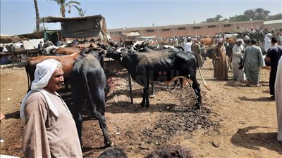سعر الكيلو 60 جنيها.. أسواق الماشية بالمنيا تشهد ارتفاعا في أسعار وإقبالا على الشراء (صور وفيديو)