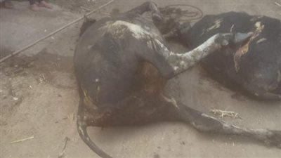 السيطرة على حريق حظيرة مواشي ونفوق 4 رؤوس بالغربية 