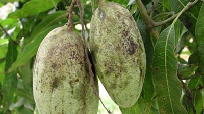 رئيس شعبة الخضروات والفاكهة عن 