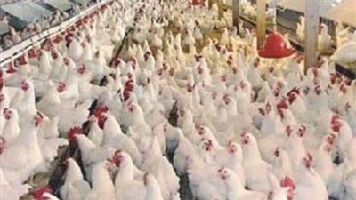 تحصين 15 ألف طائر ضد الأمراض الوبائية بكفر الشيخ