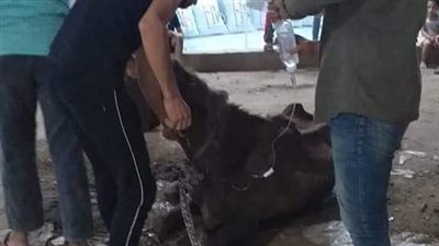 الرحمة لا تُشترى.. أهالي تلا بالمنوفية يسطرون قصة إنسانية لإنقاذ حياة حصان 