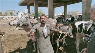 قبل عيد الأضحى.. شعبة الجزارين: أقل سعر عجل في السوق بـ 65 ألف جنيه