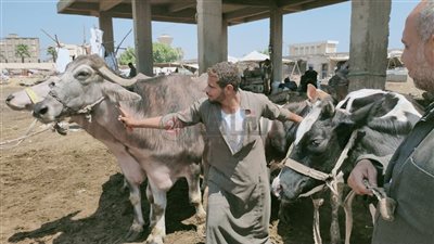 تبدأ من 40 جنيه للكيلو.. 