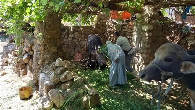 الطب البيطري بالمنيا: تحصين 4650 رأس ماشية ضد الحمى القلاعية