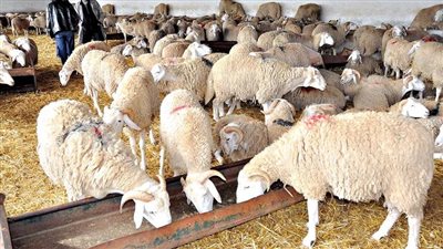 تعرف على كيفية شراء أضحية سليمة قبل عيد الأضحى