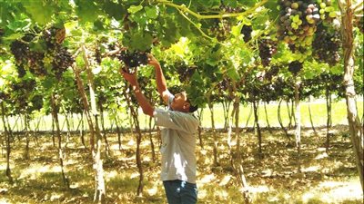 حماية للصحة العامة.. تحليل عينات من محصول العنب بالبحيرة بالمعمل المركزي للمبيدات