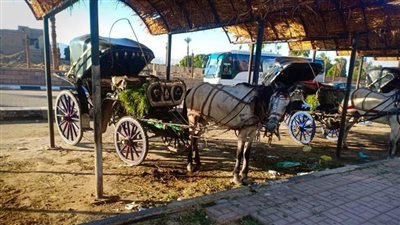 المنشآت الفندقية تخصص 300 ألف جنيه لدعم النقل البطيء بالأقصر