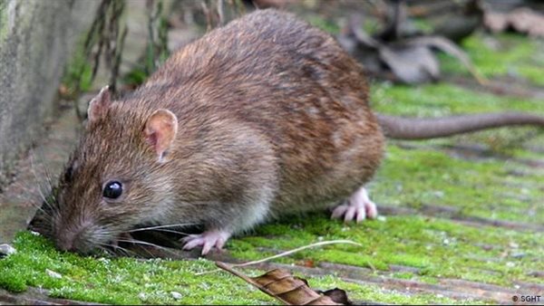 فأر - أرشيفية