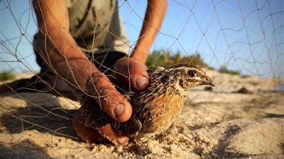 أرباح لا تتخيلها.. ما قصة الاقتصاد المنسي لبيع الأرانب والنعام في مصر؟