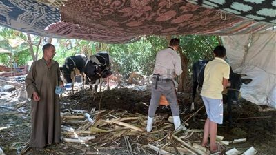 استمرار حملة تطعيم المواشي ضد الحمى القلاعية ومتابعة جاهزية المجازر لاستقبال الأضاحي بالمنيا