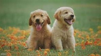 طعام الكلاب الخام يغذي نشر البكتيريا المقاومة للمضادات الحيوية (دراسة)