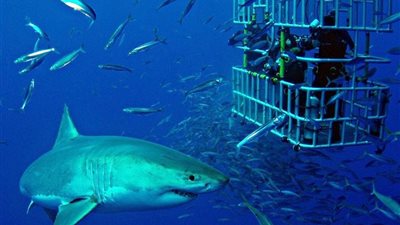 ممنوع نزول البحر.. قرية مراسي تحذر عملاءها من أسماك قرش هاجمت غواصين | بيان