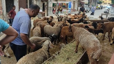 محافظ الإسكندرية: تلقينا 138 طلبًا من الجزارين لذبح الأضاحي للمواطنين