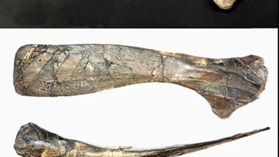 اكتشاف شفرة كتف ديناصور منذ 81 مليون عام (صور)