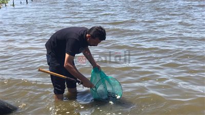ضخ 4 ملايين زريعة أسماك لتنمية الثروة السمكية ببحيرة البرلس في كفر الشيخ (صور وفيديو)