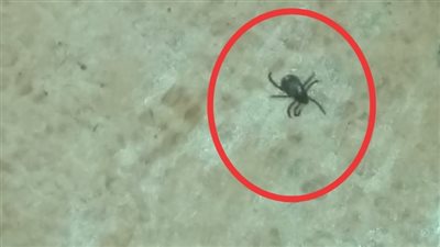 حشرة غريبة تهاجم المواطنين بالمحلة.. و