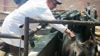 الزراعة: 40 ألف رأس ماشية زيادة في الإنتاج المحلي بسبب مشروع البتلو