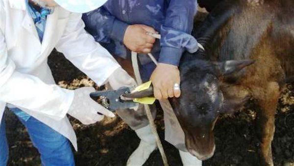 الحملة القومية لتحصين