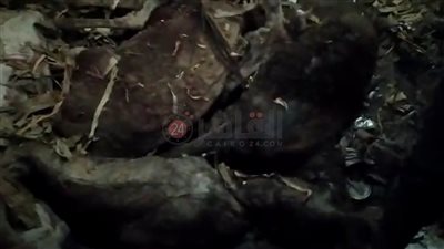 قبل الأضحى بأيام.. إعدام 20 حمارًا بالمدفن الصحي بالفيوم قُبيل نقلهم للقاهرة (صور وفيديو)