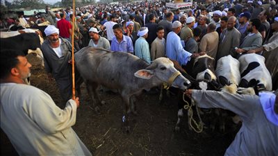 محافظ أسوان: حظر ذبح الأضاحي بالطرق.. ومنع إقامة شوادر الخراف والمواشي