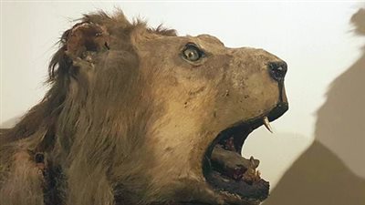 يعرض رؤوس حيوانات مفترسة.. تعرف على أبرز المعلومات عن متحف الصيد بقصر الأمير محمد علي بالمنيل