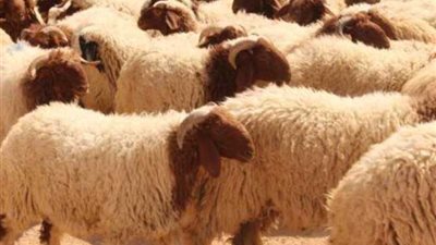 آداب الأضحية.. تعرف على كيفية الذبح قبل ساعات من عيد الأضحى