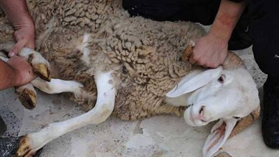 الأزهر: الأضحية سنة مُؤكدة.. والحكمة منها إحياءٌ لسنة سيدنا إبراهيم وشكرًا لله على نعمه