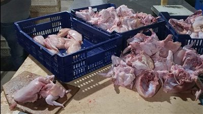 ضبط 5 أطنان دواجن مذبوحة خارج السلخانة بكفر الشيخ 