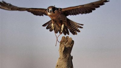 جمعيات حماية الطبيعة تطالب وزارة البيئة باتخاذ الإجراءات القانونية لمنع الصيد الجائر للجوارح