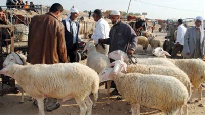 الضأن والعجول والماعز.. أسعار الأضاحي الحية في الأسواق اليوم الاثنين وقفة عيد الأضحى
