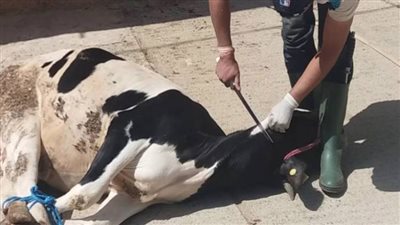 جمعية الأورمان بالقليوبية: ذبح 10 عجول أضاحي وتوزيعها على الفئات الأولى بالرعاية 