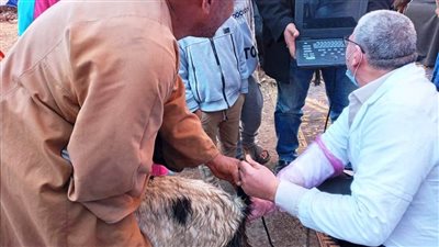 مسح تناسلي وتلقيح صناعي لـ6219 رأس ماشية بالشرقية (صور)