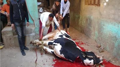 تحرير 295 محضرًا للذبح بالشوارع ولإقامة شوادر خلال أول يومين للعيد بالجيزة 