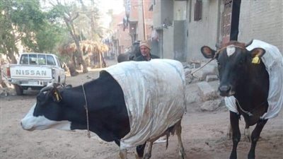 حقيقة نفوق عشرات المواشي في قرية بالغربية وفرض كردون أمني حولها