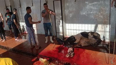 استقبال أضاحي المواطنين بالمجان بمجازر القليوبية (صور) 