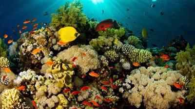 معلومات الوزراء: 209 أنواع من الشعاب المرجانية في مصر تسهم بنصف عائدات السياحة 