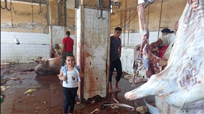 مجازر كفر الشيخ: ذبح 900 رأس ولم نرصد أي ماشية مصابة